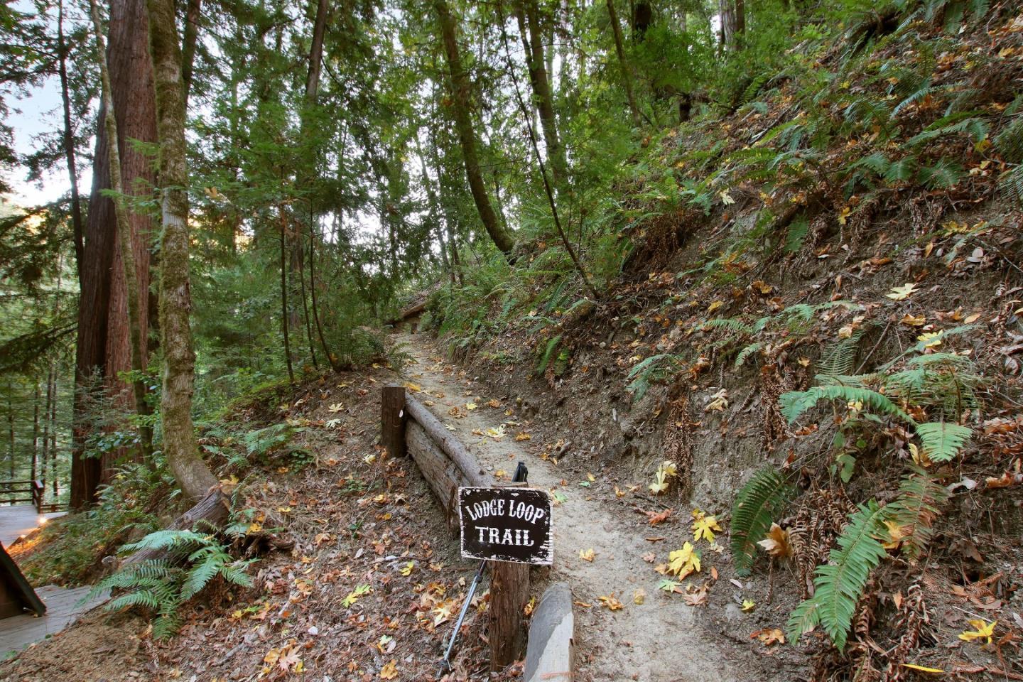 Wooded Lodge Loop Trail winding uphill among redwoods and ferns.